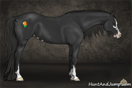 Horse Color:Liver Chestnut Sabino Appaloosa