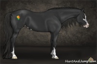 Horse Color:Liver Chestnut Sabino Appaloosa 