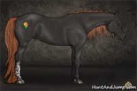 Horse Color:Liver Chestnut Tobiano