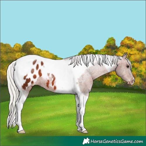 Horse Color:Silver Brown Tobiano Appaloosa 