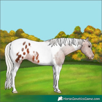 Horse Color:Silver Brown Tobiano Blanket 