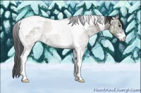 Horse Color:Grullo Ice Sabino Tobiano 