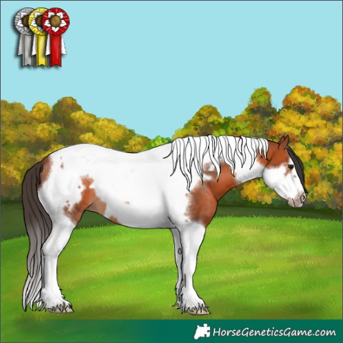 Horse Color:Bay Tobiano Frame 