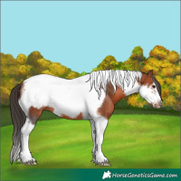 Horse Color:Bay Tobiano Frame