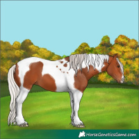 Horse Color:Silver Bay Tobiano 