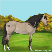Horse Color:Bay Dun