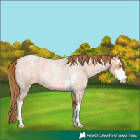 Horse Color:Brown Roan Pearl Sabino 