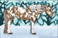 Horse Color:Chocolate Palomino Tobiano Near Leopard 