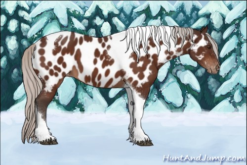 Horse Color:Silver Brown Tobiano Appaloosa 