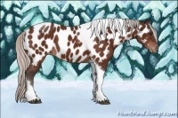 Horse Color:Silver Brown Tobiano Appaloosa 