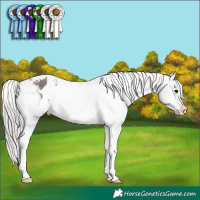 Horse Color:Silver Black Appaloosa 