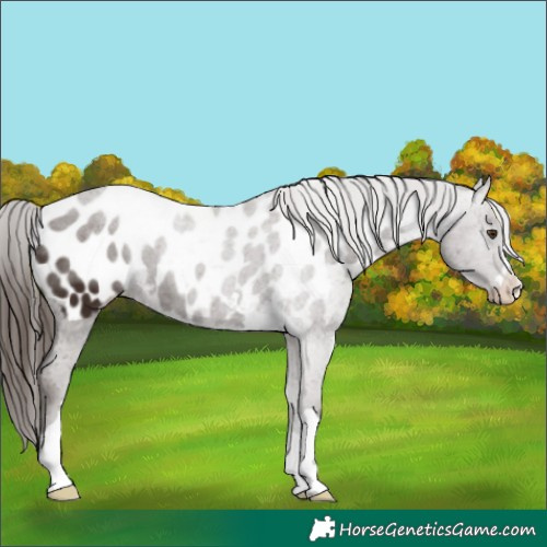 Horse Color:Liver Chestnut Appaloosa