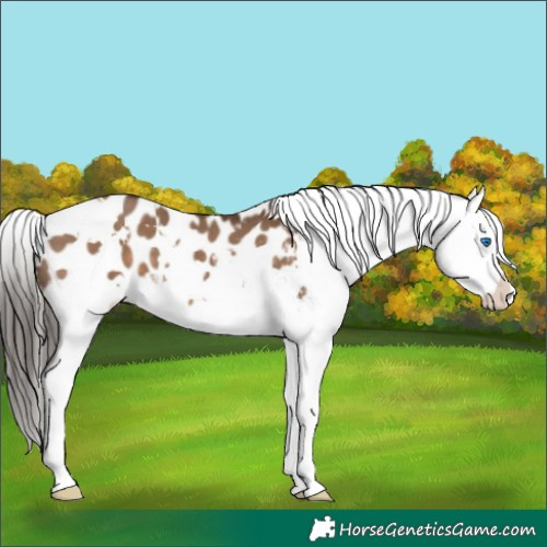 Horse Color:White Spotted Liver Red Dun Splash Appaloosa