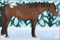 Horse Color:Liver Red Roan Appaloosa 