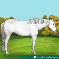 Horse Color:Liver Red Roan Splash Appaloosa 
