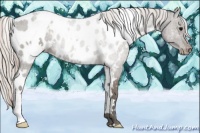 Horse Color:White Spotted Silver Grullo Appaloosa