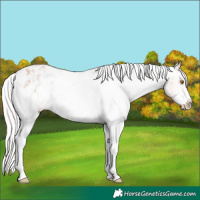 Horse Color:Silver Classic Champagne Sabino Blanket