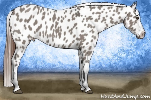 Horse Color:Grullo Roan Appaloosa 