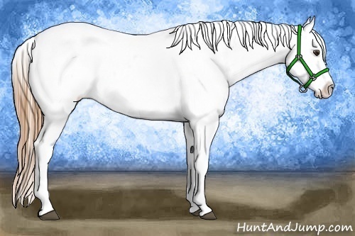 Horse Color:Red Roan Appaloosa 