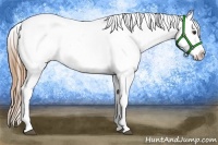 Horse Color:Red Roan Appaloosa 