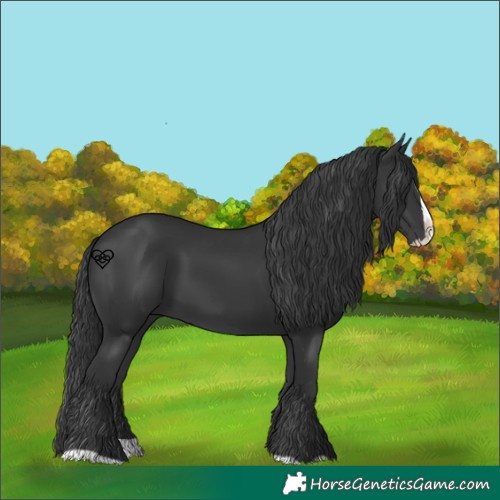 Horse Color:Black Splash