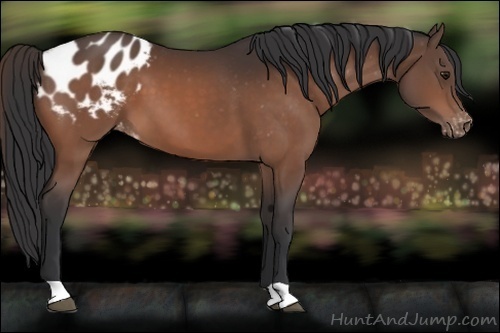 Horse Color:Brown Appaloosa