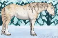 Horse Color:Gold Cream Champagne Ice Sabino Splash 