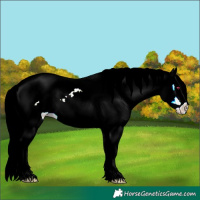 Horse Color:Gold Champagne Chinchilla Ice Splash 