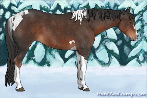 Horse Color:Liver Chestnut Sabino Tobiano