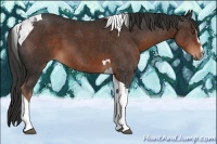 Horse Color:Liver Chestnut Sabino Tobiano 