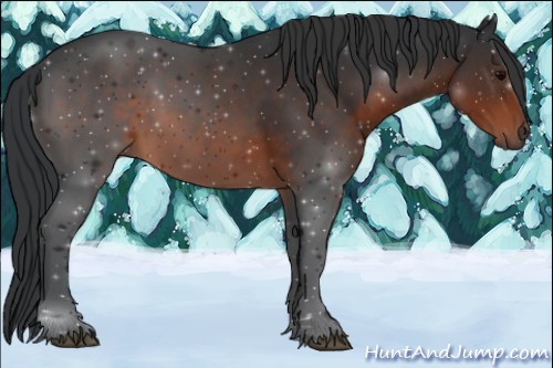 Horse Color:Brown Sabino 