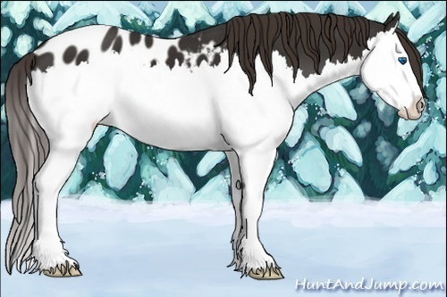 Horse Color:Liver Chestnut Sabino Splash Appaloosa 