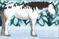 Horse Color:Liver Chestnut Sabino Splash Appaloosa 
