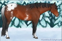 Horse Color:White Spotted Bay Sabino Varnish 