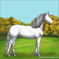 Horse Color:Platinum Amber Cream Champagne Dun Appaloosa 
