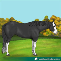 Horse Color:Black Splash 