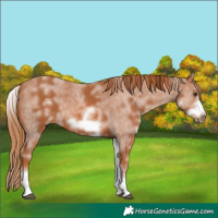 Horse Color:White Spotted Chestnut Sabino Frame
