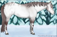 Horse Color:Chocolate Brown Chinchilla Onyx Mushroom Appaloosa 