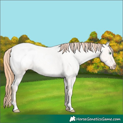 Horse Color:Classic Champagne Ice Roan Pearl Appaloosa 
