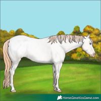 Horse Color:Classic Champagne Ice Roan Pearl Appaloosa 