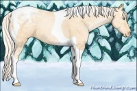 Horse Color:Silver Amber Champagne Ice Pearl Tobiano Appaloosa 