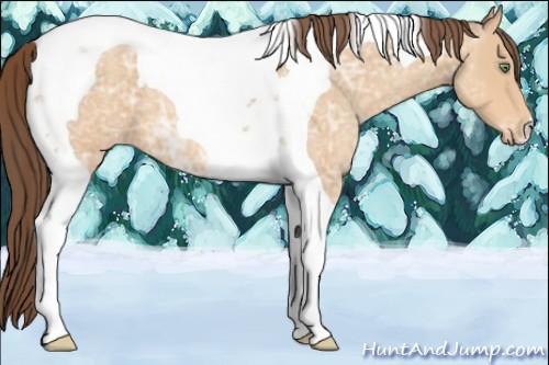 Horse Color:Amber Champagne Ice Roan Tobiano Appaloosa 
