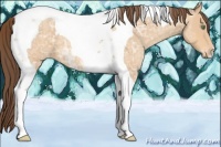 Horse Color:Amber Champagne Ice Roan Tobiano Appaloosa 