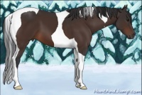 Horse Color:Brown Tobiano 