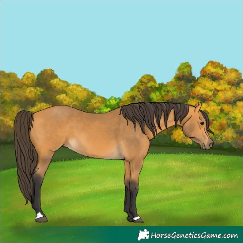 Horse Color:Buckskin 