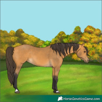 Horse Color:Buckskin 