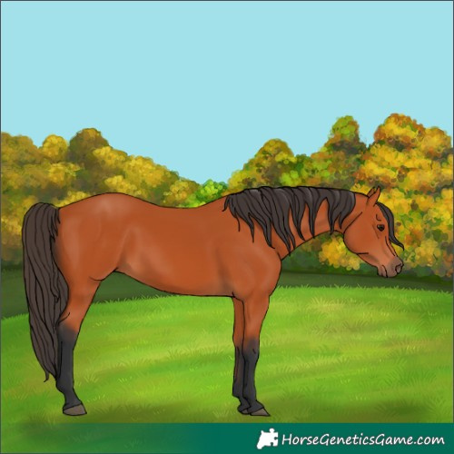 Horse Color:Bay 