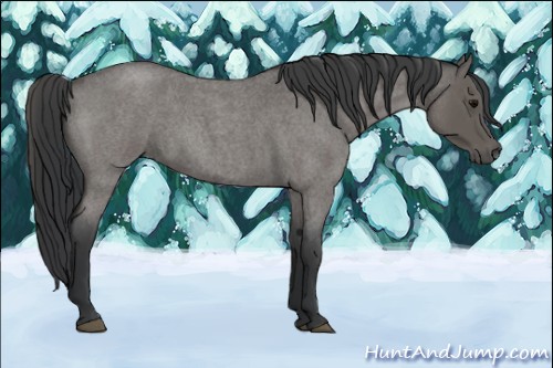 Horse Color:Blue Roan