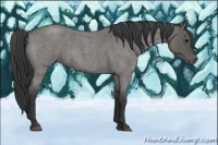 Horse Color:Blue Roan 
