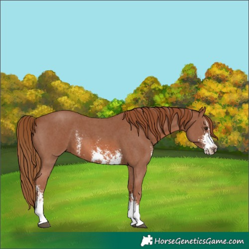 Horse Color:Chestnut Sabino